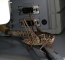 004 Big informatic cricket.jpg